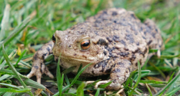 Common Toad Natural England