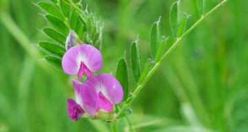 Common Vetch Natural England