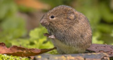 Field Vole
