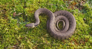 Grass Snake Natural England