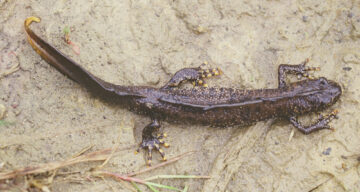 Great Crested Newt Natural England