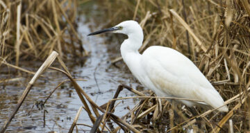 Little Egret Natural England Copy