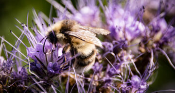 Shrill Carder Bee