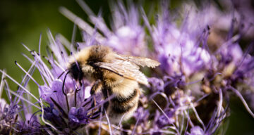 Shrill Carder Bee