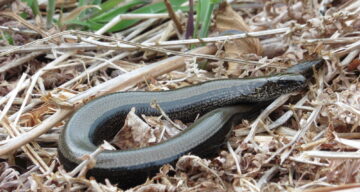 Slow Worm Natural England