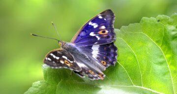 Lesser purple emperor 7328330 1920
