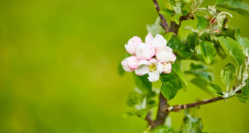 Lo res EE Hadleigh Apr24 217