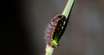Shutterstock Glow Worm