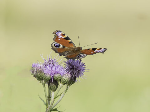 Peacock Butterfly by Andrew Adams
