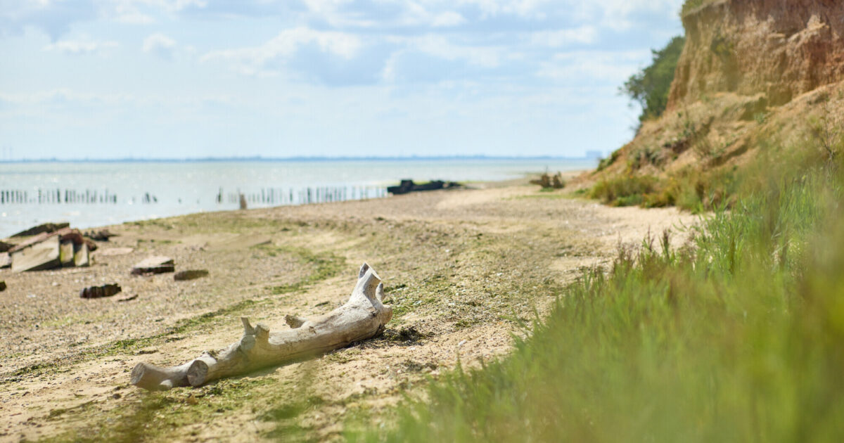 Visit an archaeological dig at Cudmore Grove