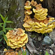 Spot mushrooms and fungi this autumn