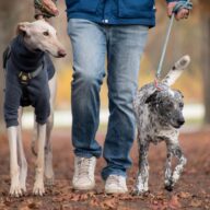 Weald Country Park: Great Greyhound Walks