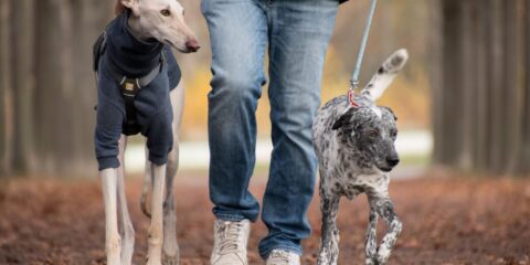 Rebeccaspictures dogs 5753317
