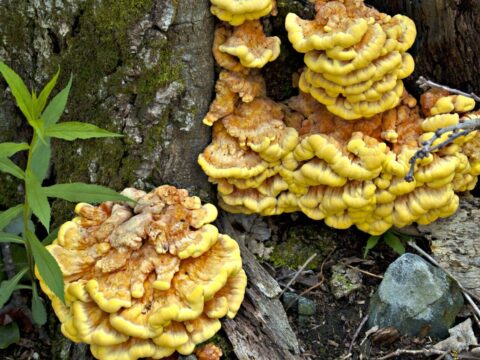 Chicken of the woods